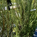 Borievka skalná (Juniperus scopulorum) ´BLUE ARROW´- výška 150-180 cm, kont. C15L